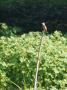 Bienenfresser im rumänischen Donaudelta