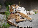 Tiger im Tierpark Berlin