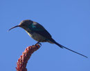 Nektarvogel am Kap der guten Hoffnung, Südafrika