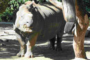 Im Berliner Zoo