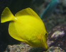 Zitronenfisch im Zoo Leipzig