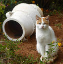 Katze auf Kreta