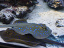 Oceaneum und Meeresmuseum Stralsund