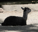 Im Berliner Zoo