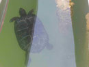 Wasserschildkröte im Kalterer See, Südtirol