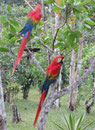 Am Rio Negro/Brasilien