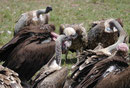 Geier in Kenias Nationalparks