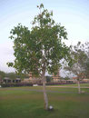 Bodhi-Baum, Fo Guang Shan Kloster nahe Kaoshung, Taiwan