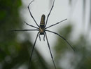 Große Spinne auf Bali, Indonesien