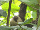 Dreifingriges Faultier, Costa Rica