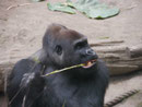 Gorilla im Zoo Leipzig