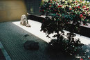 Zengarten Daisen-in  in Kyoto, Japan