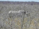 Nashorn im Etosha Nationalpark, Namibia