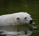 Im Berliner Zoo