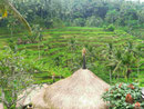 Reisterrassenfelder, Bali, Indonesien