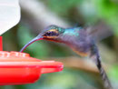 Kolibri, Costa Rica