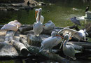 Im Berliner Zoo