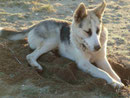 Strandhund in Ayvalik, Türkei