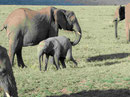Elefanten in Kenias Nationalparks