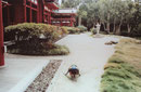 Nachbau des japanischen Tempels Byodo-in 998 in Uji auf Oahu/Hawaii zum 100. Jahrestag der jap. Besiedlung der Insel
