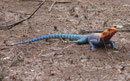 Siedleragame in Kenia