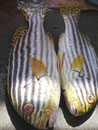 Tropenfische, gefangen auf den Seychellen