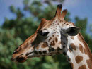 Giraffe im Tierpark Berlin