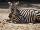 Im Berliner Zoo