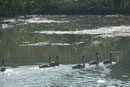 Jungschwäne im rumänischen Donaudelta