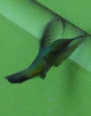 Kolibri auf Martinique