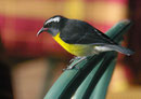 Palmenvogel auf Martinique