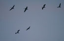 Abendanflug der Kraniche bei Linum/Brandenburg