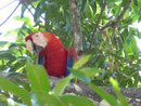 Ara, Costa Rica