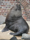 Seebärmännchen im Zoo Leipzig