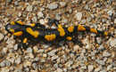 Salamander in Bulgarien