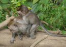 Wild lebende Affen auf Bali, Indonesien