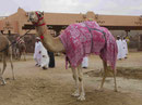 Rennkamel auf dem Kamelmarkt in Al Ain, Vereinigte Arabische Emirate