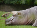 Im Berliner Zoo