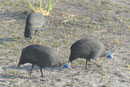 Helmperlhuhn  im Etoscha Nationalpark, Namibia