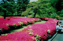 Azaleenbüssche im öffentlichen Teil des Kaiserpalastes, Tokyo, Japan