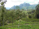 In den Teeplantagen im Hochland von Sri Lanka