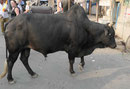 Bulle in einem Dorf in Westbengalen, Indien