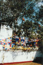 Ableger des Originalbodhibaums in Anuradnahpura, Sri Lanka