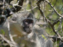 Grünmeerkatze im Kruger National Park, Südafrika