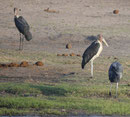 Marabus im Chobe Nationalpark, Botswana