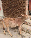 Kalb vor Kuhdungmauer in einem Dorf in Westbengalen, Indien