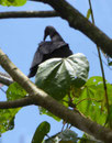 Rabengeier, Costa Rica