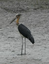 Storchenart am Gangesdelta, Indien