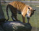 Im Berliner Zoo