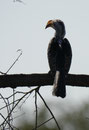 Grautoko im Kruger National Park, Südafrika